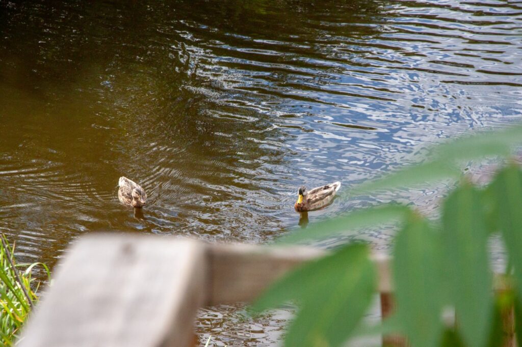 Рибалка в Києві